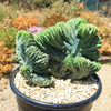 Myrtillocactus geometrizans crested - Dinosaur Back Plant