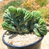 Myrtillocactus geometrizans crested - Dinosaur Back Plant