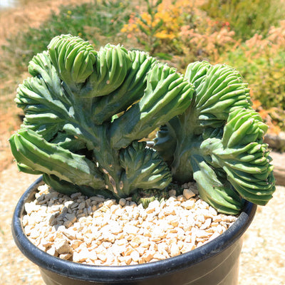 Myrtillocactus geometrizans crested - Dinosaur Back Plant