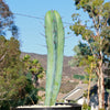 Blue Myrtle Cactus - Myrtillocactus geometrizans