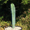 Blue Myrtle Cactus - Myrtillocactus geometrizans