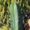 Blue Myrtle Cactus - Myrtillocactus geometrizans