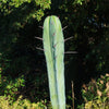 Blue Myrtle Cactus - Myrtillocactus geometrizans