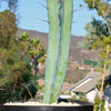 Blue Myrtle Cactus - Myrtillocactus geometrizans