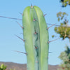 Blue Myrtle Cactus - Myrtillocactus geometrizans