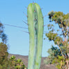 Blue Myrtle Cactus - Myrtillocactus geometrizans