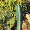 Blue Myrtle Cactus - Myrtillocactus geometrizans