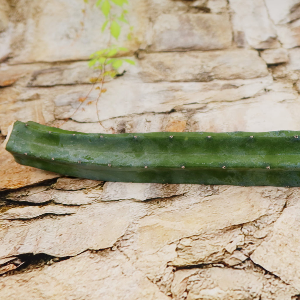 Myrtillocactus geometrizans Cutting