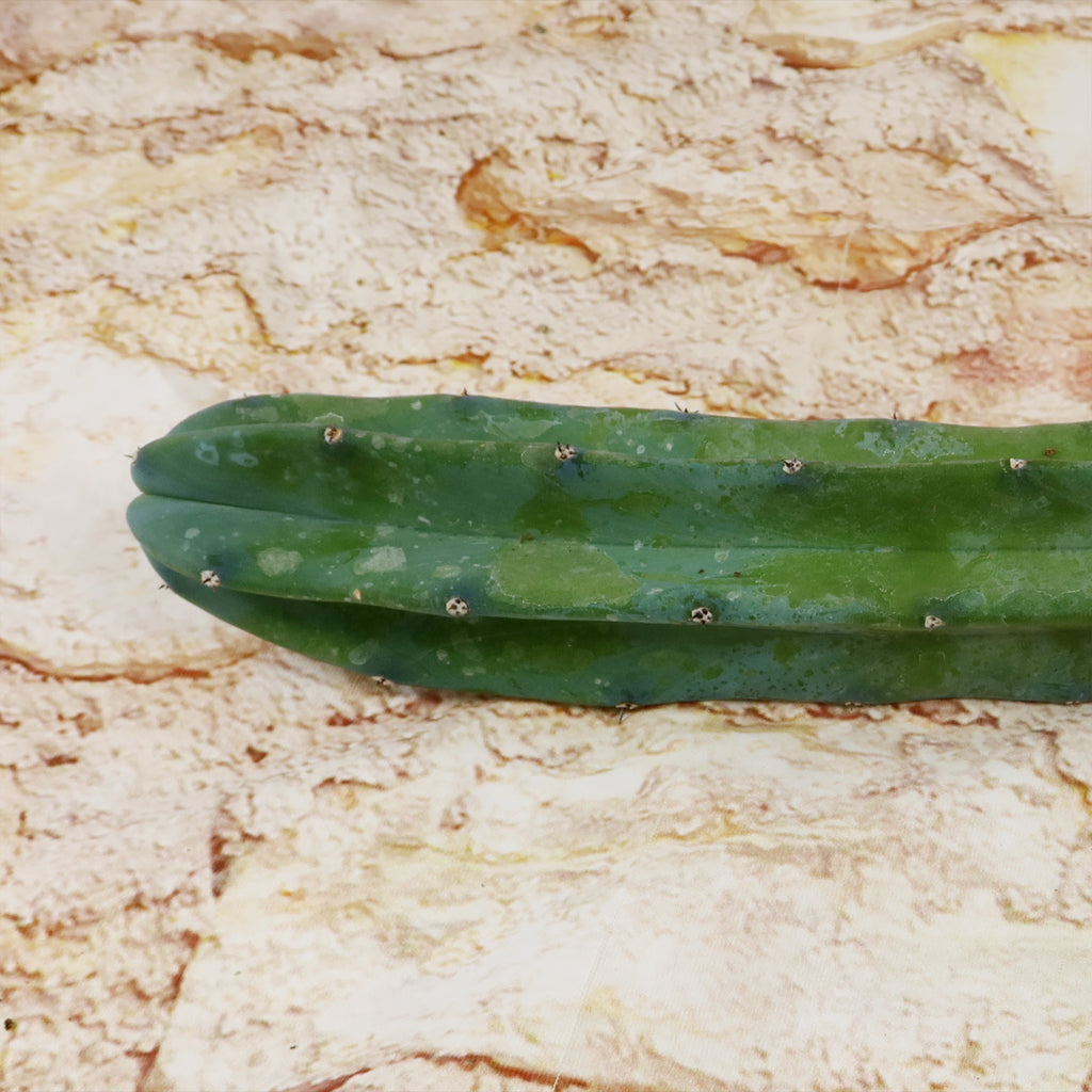 Myrtillocactus geometrizans Cutting