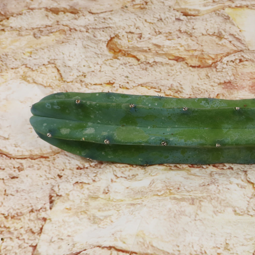 Myrtillocactus geometrizans Cutting