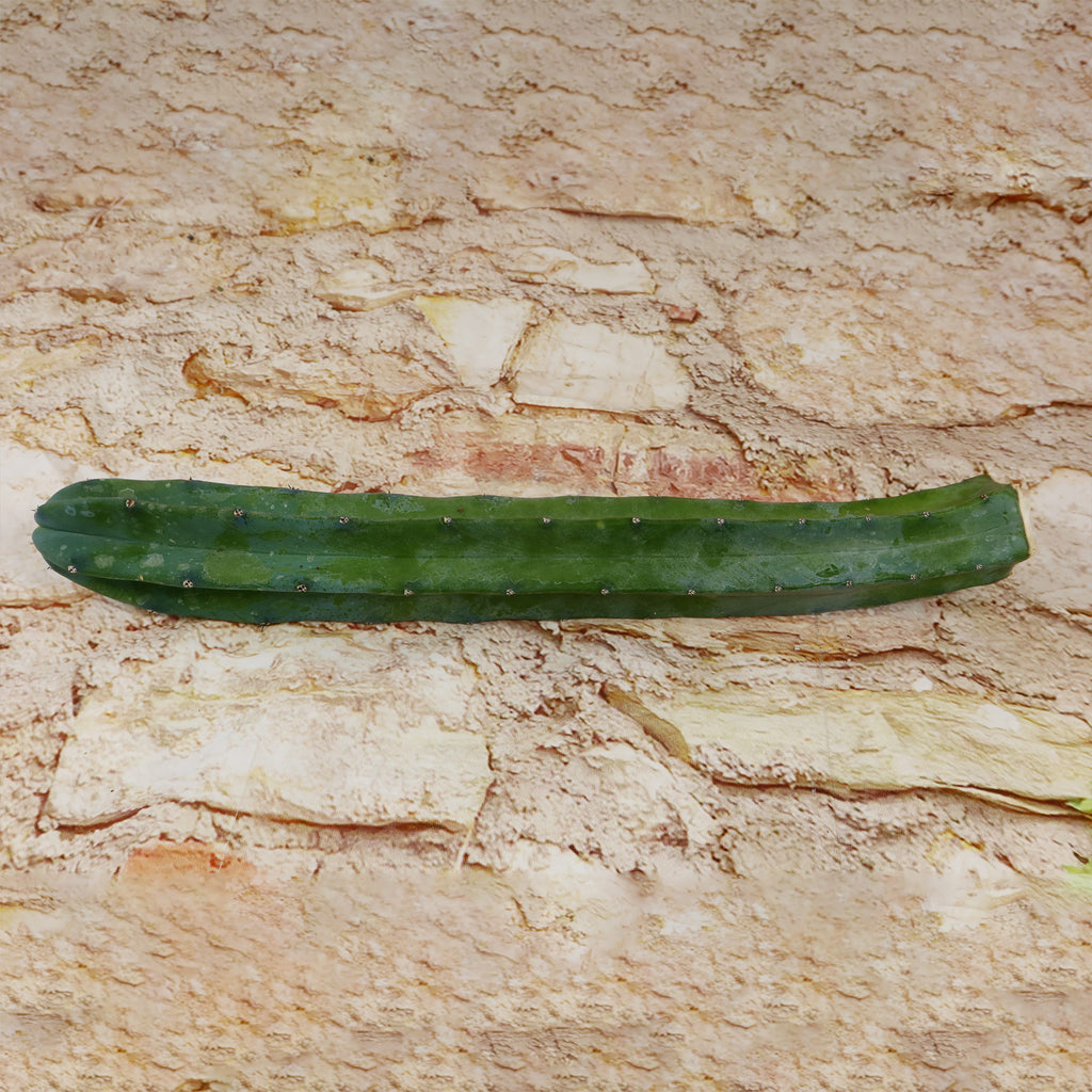 Myrtillocactus geometrizans Cutting