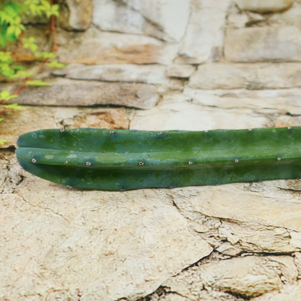 Myrtillocactus geometrizans Cutting