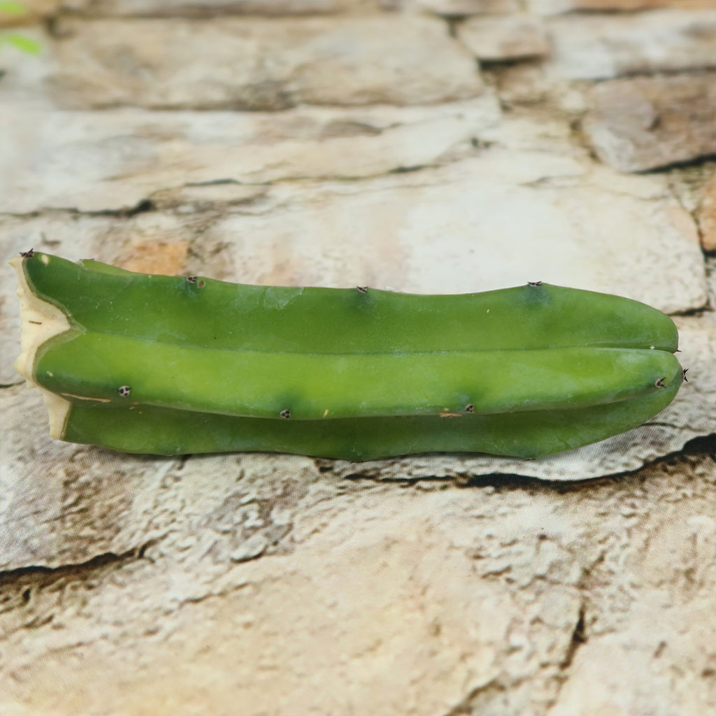 Myrtillocactus geometrizans Cutting
