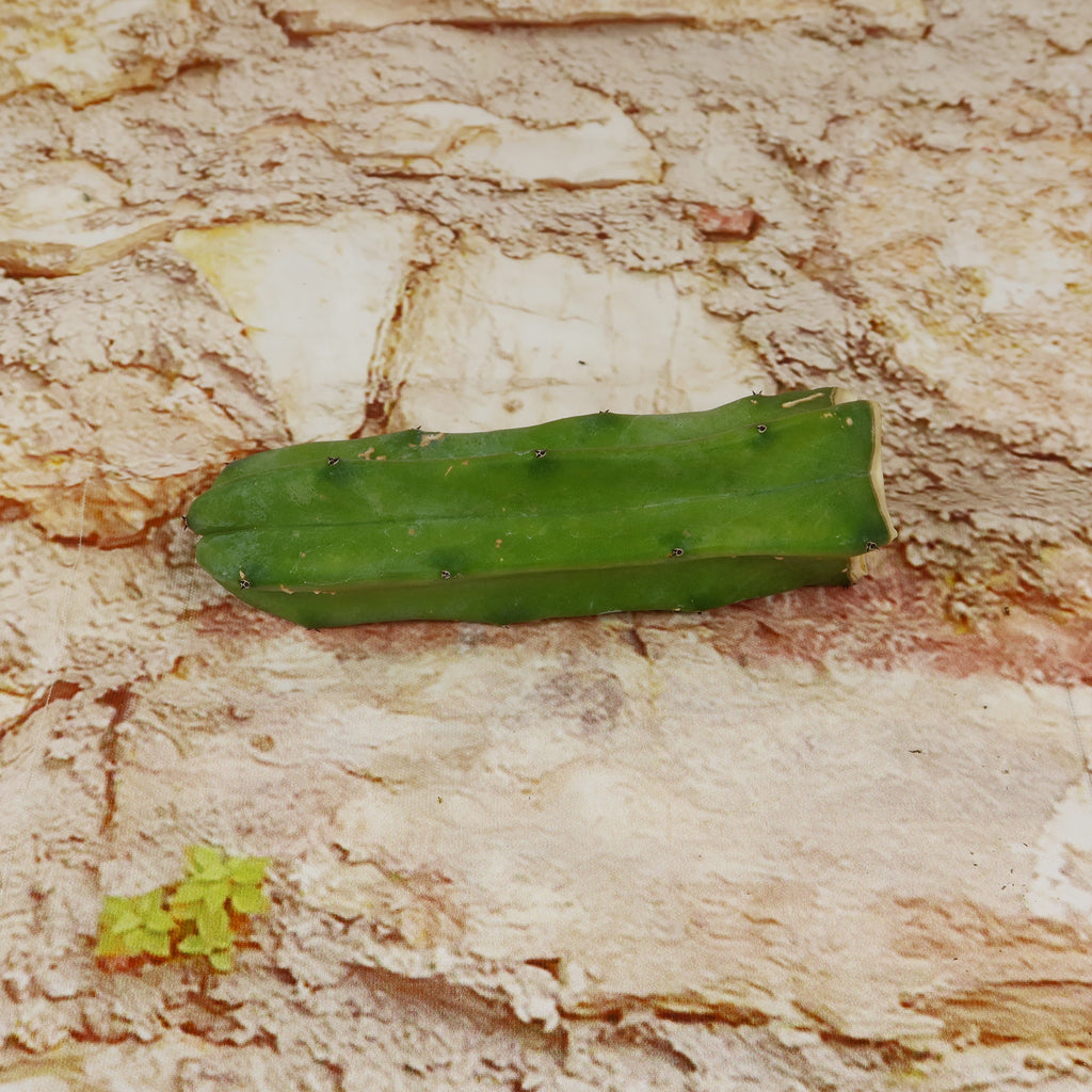 Myrtillocactus geometrizans Cutting