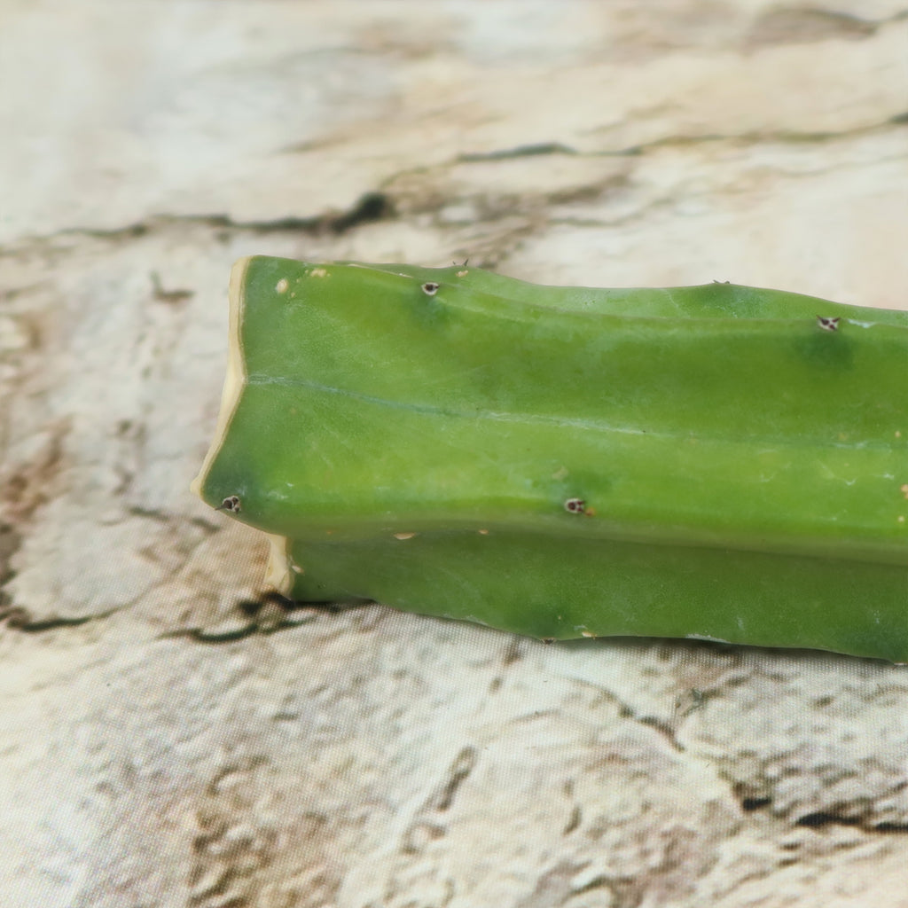 Myrtillocactus geometrizans Cutting