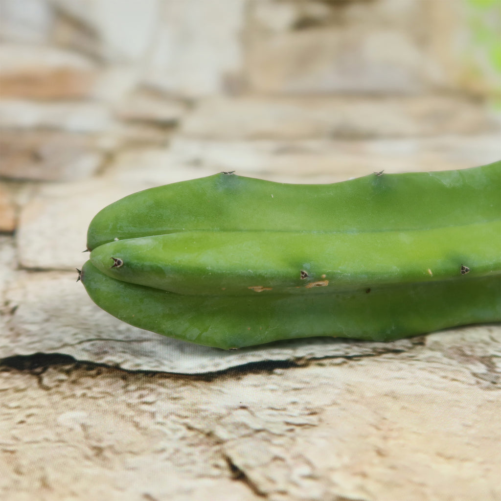Myrtillocactus geometrizans Cutting