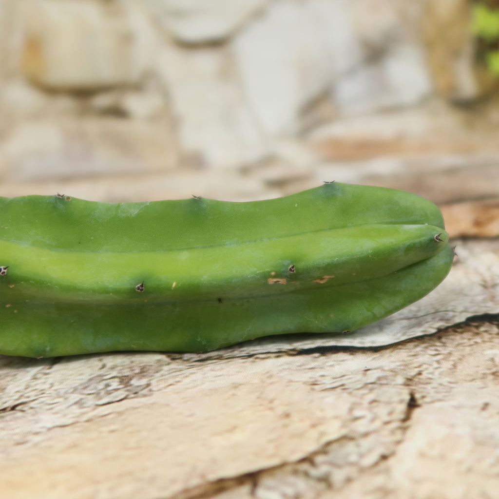 Myrtillocactus geometrizans Cutting