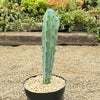 Blue Myrtle Cactus - Myrtillocactus geometrizans