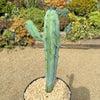 Blue Myrtle Cactus - Myrtillocactus geometrizans