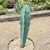 Blue Myrtle Cactus - Myrtillocactus geometrizans