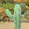 Blue Myrtle Cactus - Myrtillocactus geometrizans