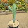 Blue Myrtle Cactus - Myrtillocactus geometrizans