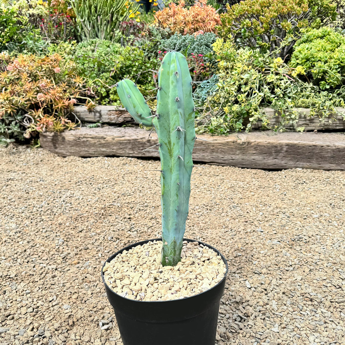 san pedro blue torch cactus Blue Myrtle Cactus