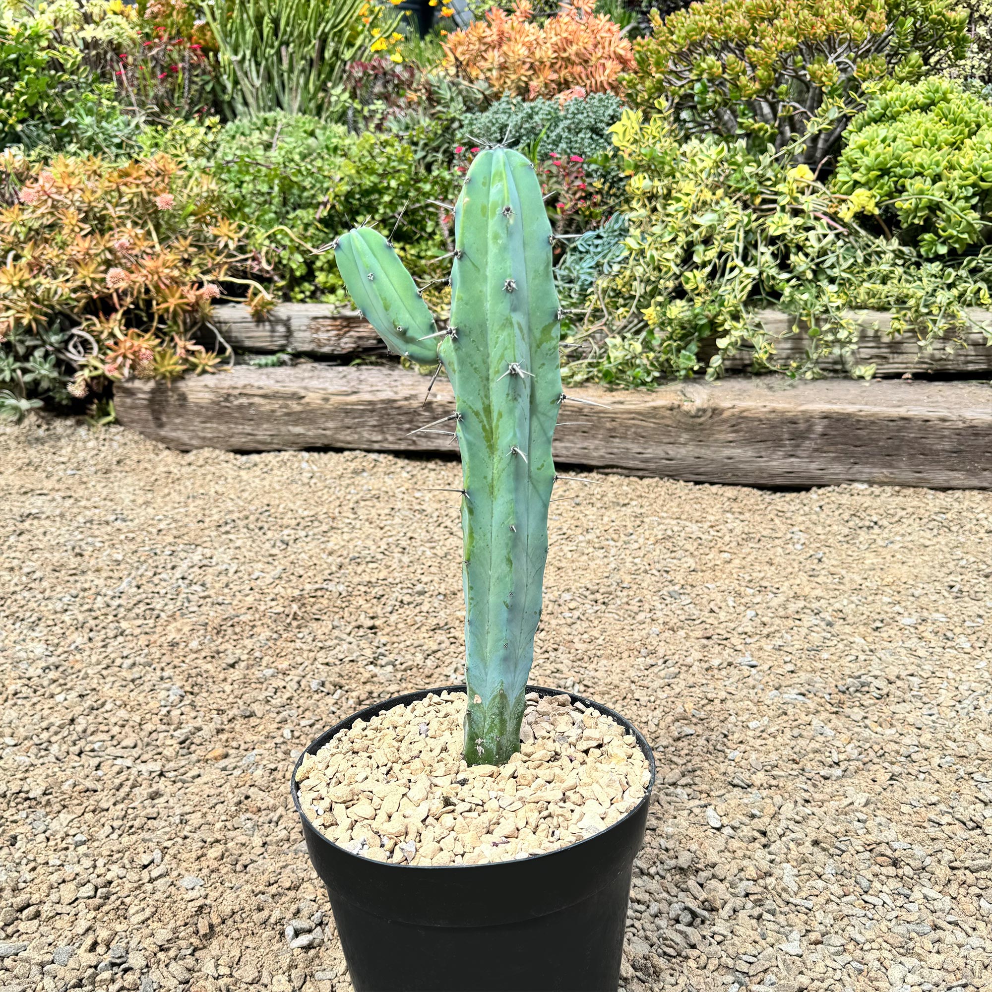 Blue Myrtle Cactus - Myrtillocactus geometrizans