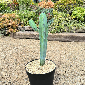 tall cactus like succulent Blue Myrtle Cactus