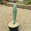 Blue Myrtle Cactus - Myrtillocactus geometrizans