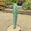 Blue Myrtle Cactus - Myrtillocactus geometrizans