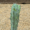 Blue Myrtle Cactus - Myrtillocactus geometrizans