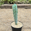 Blue Myrtle Cactus - Myrtillocactus geometrizans