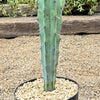 Blue Myrtle Cactus - Myrtillocactus geometrizans