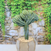 Crested Myrtillocactus geometrizans with Unique Ceramic Pot 7 inch
