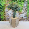 Crested Myrtillocactus geometrizans plant 7 inch 