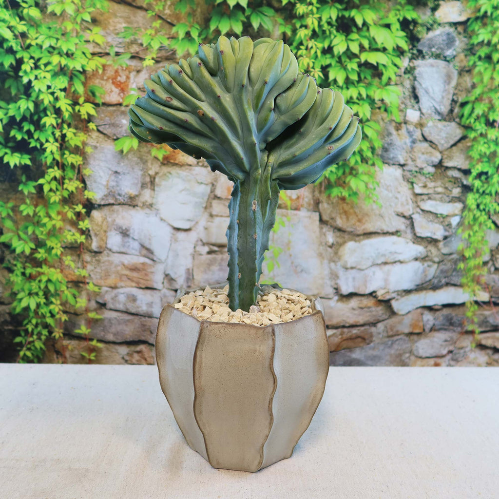 Crested Myrtillocactus geometrizans plant 7 inch 