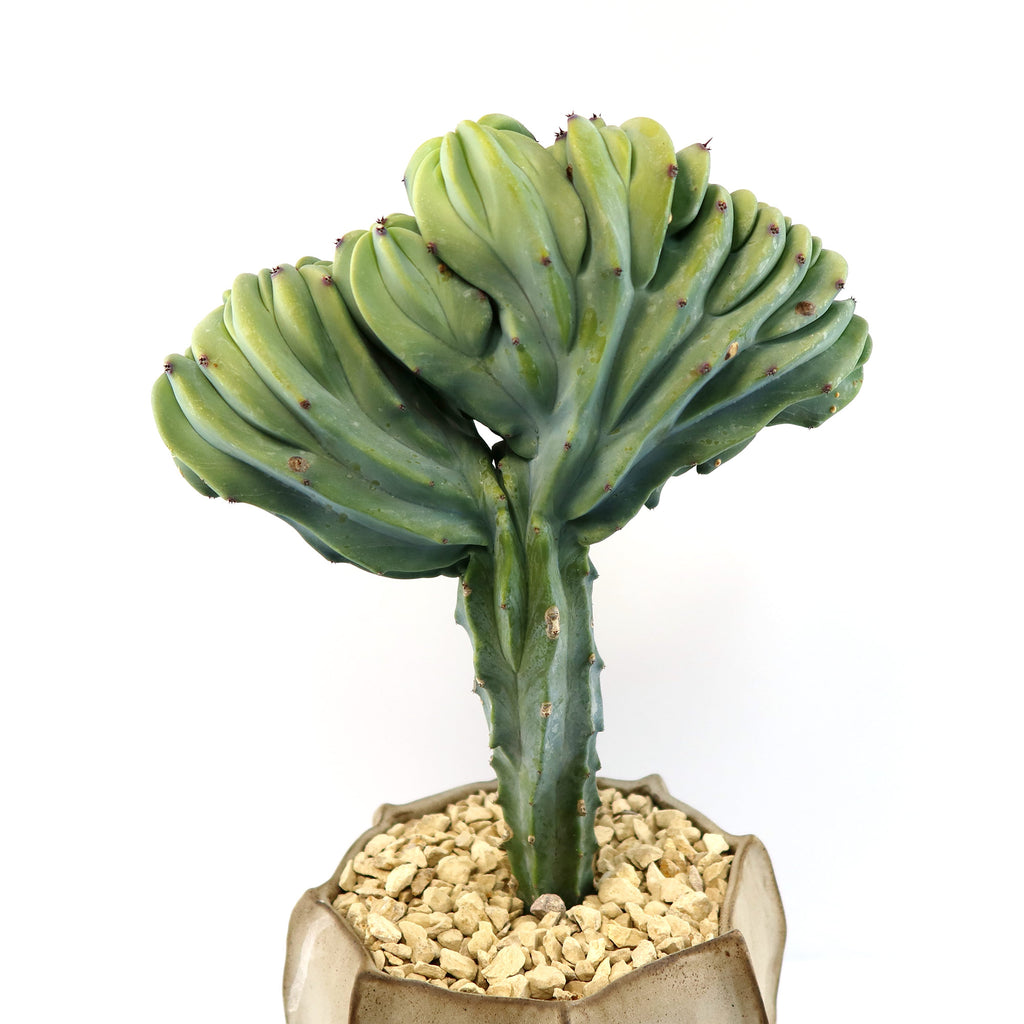 Crested Myrtillocactus geometrizans 7 inch
