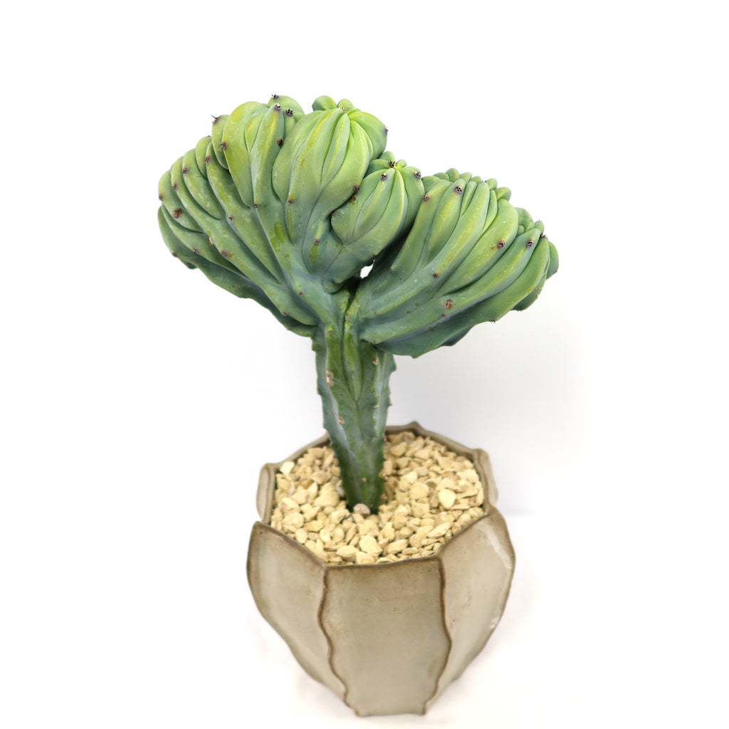 Crested Myrtillocactus geometrizans plant 7 inch