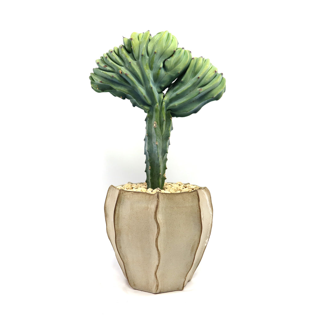Crested Myrtillocactus geometrizans with Unique Ceramic Pot 7 inch