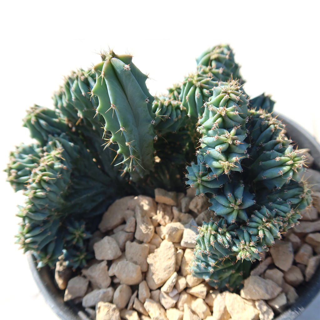 Myrtillocactus geometrizans Crested &
