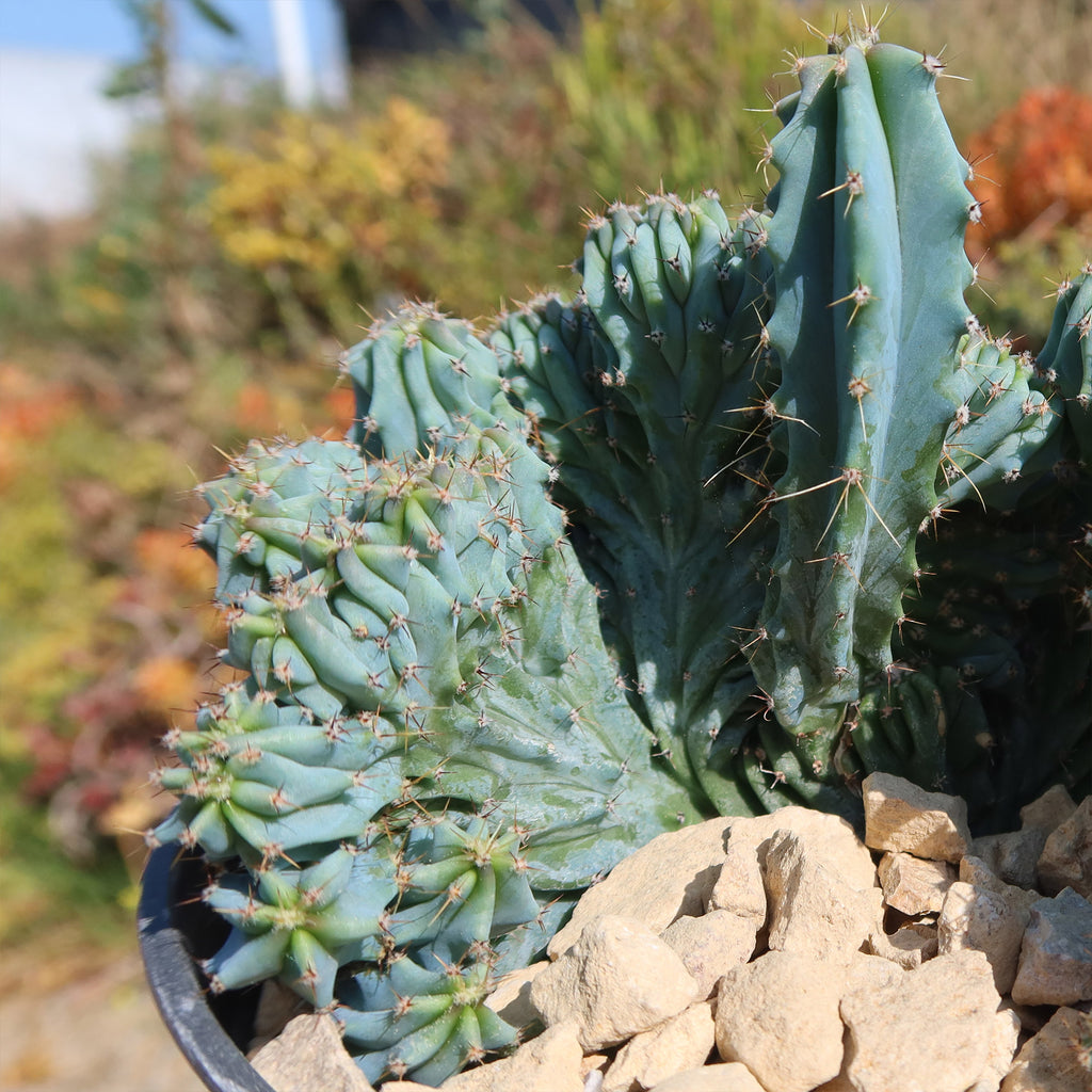 Myrtillocactus geometrizans Crested &
