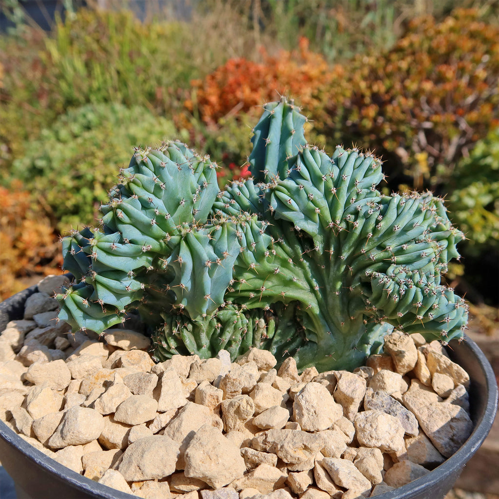 Myrtillocactus geometrizans Crested &