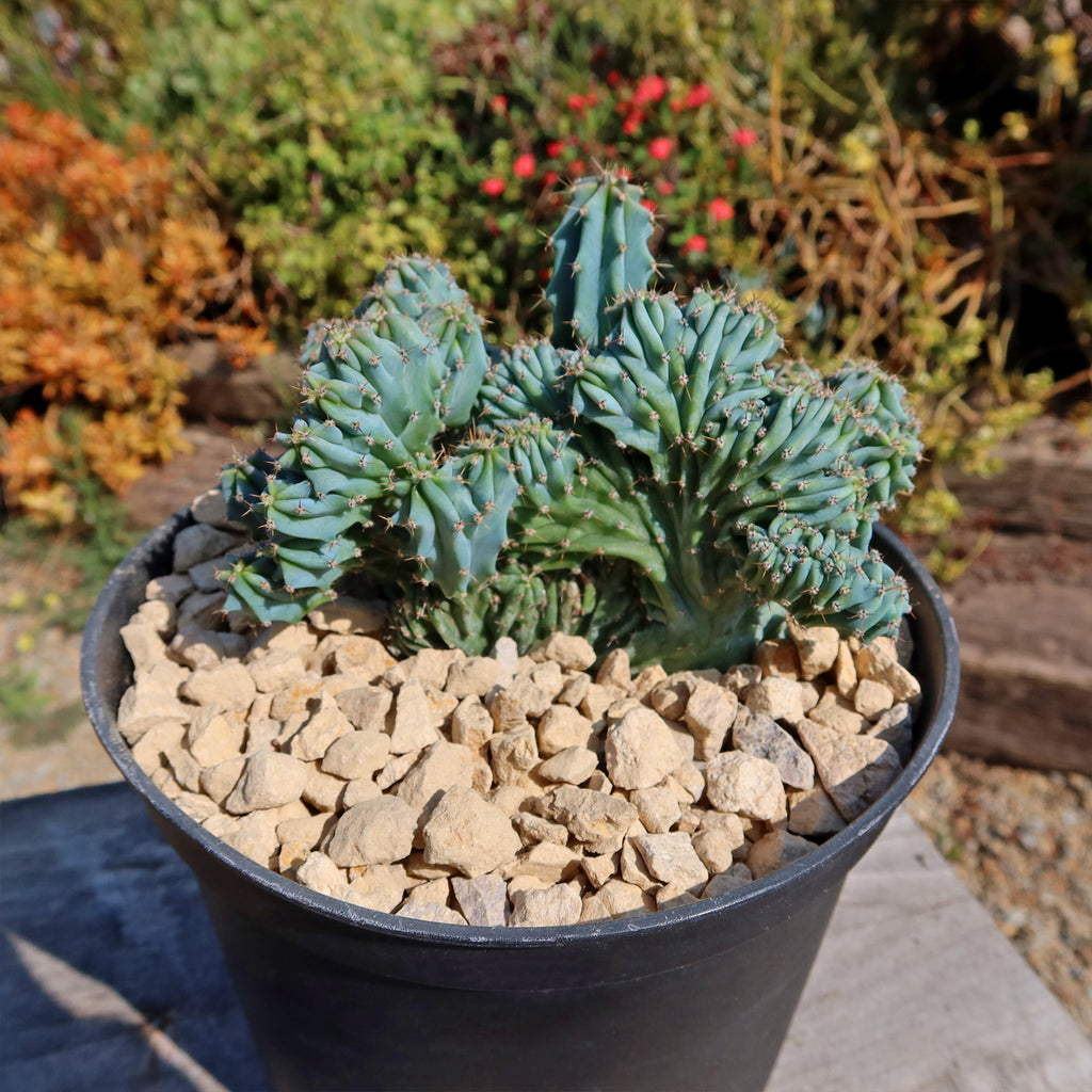 Myrtillocactus geometrizans Crested &