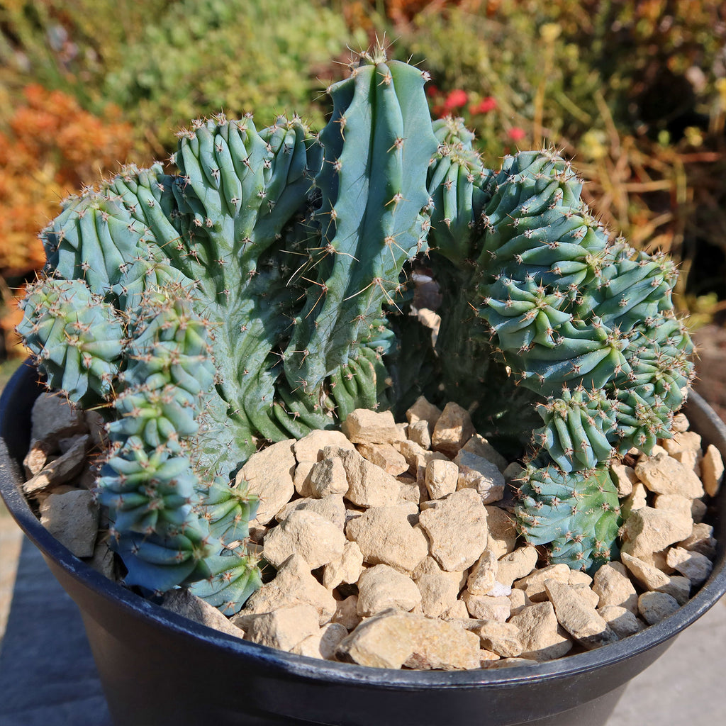 Myrtillocactus geometrizans Crested &