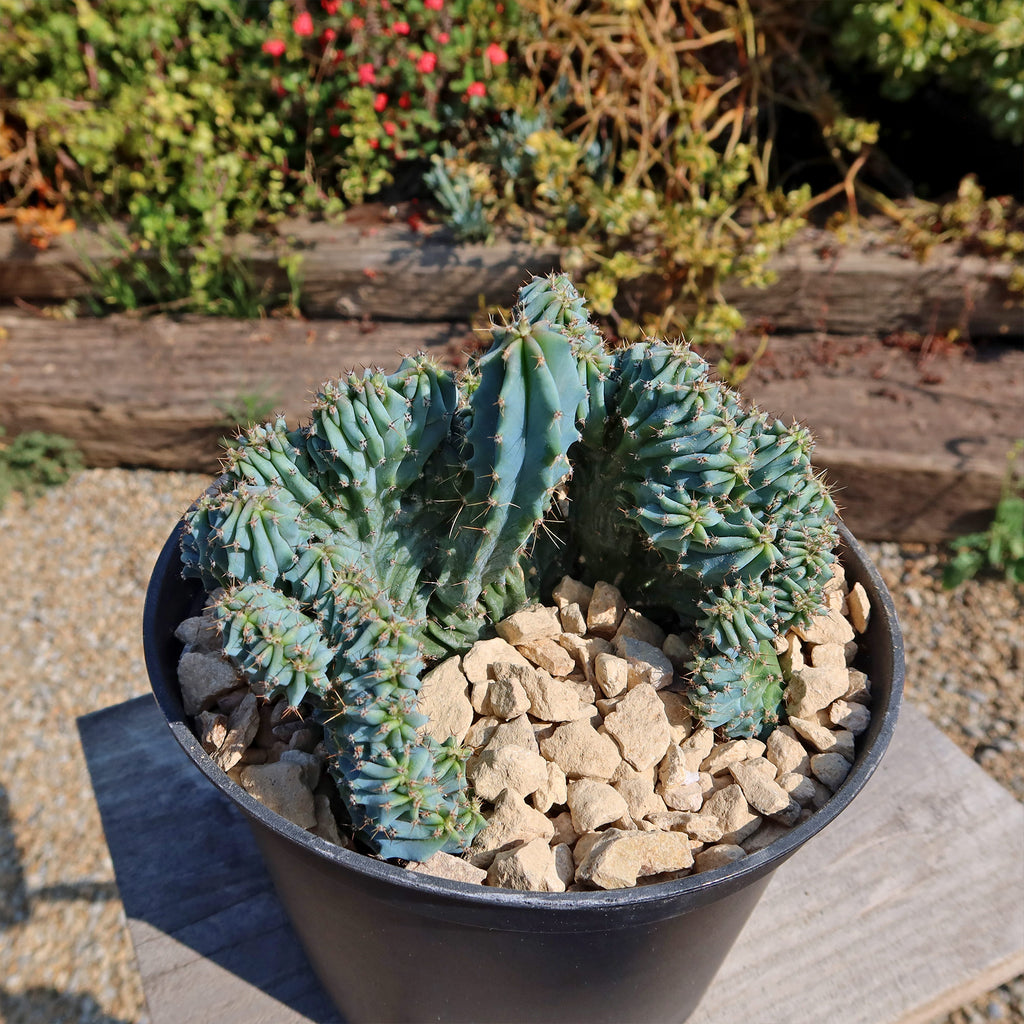 Myrtillocactus geometrizans Crested &