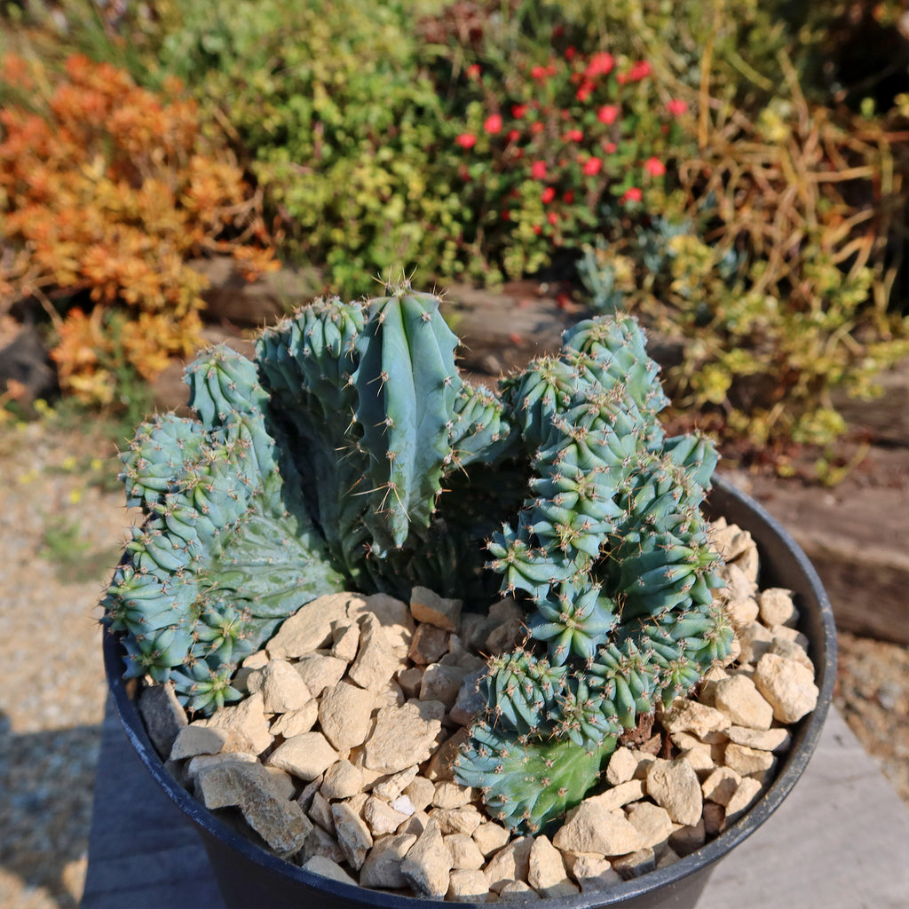 Myrtillocactus geometrizans Crested &