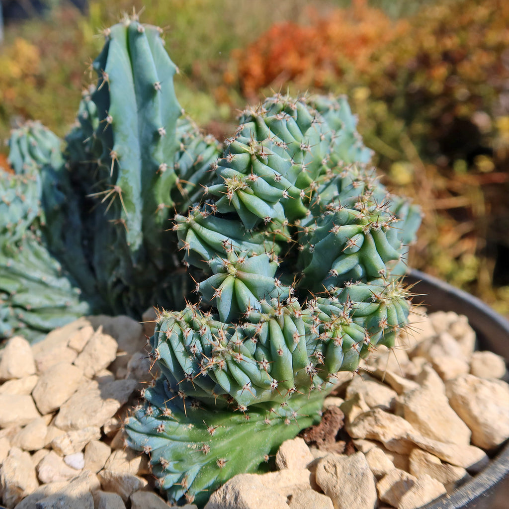Myrtillocactus geometrizans Crested &