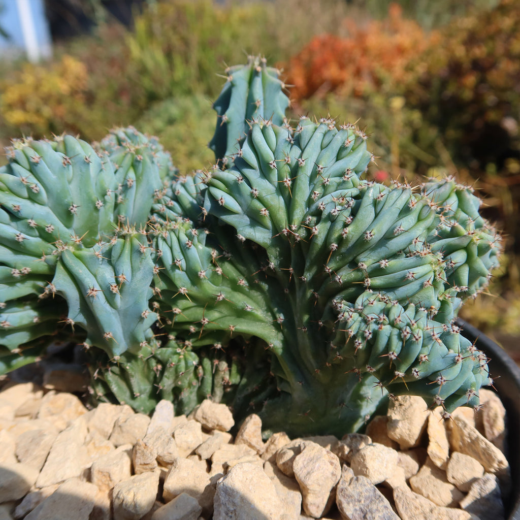 Myrtillocactus geometrizans Crested &