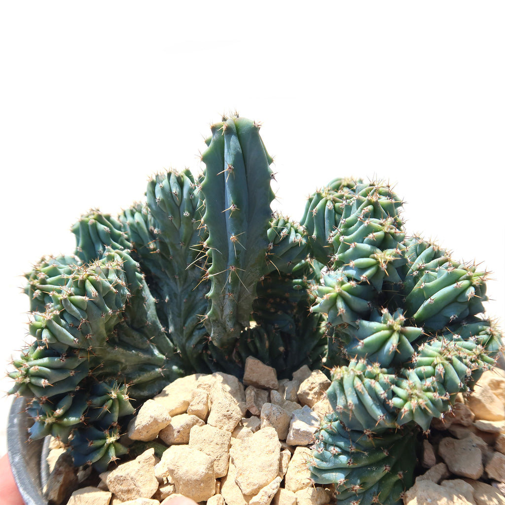 Myrtillocactus geometrizans Crested &